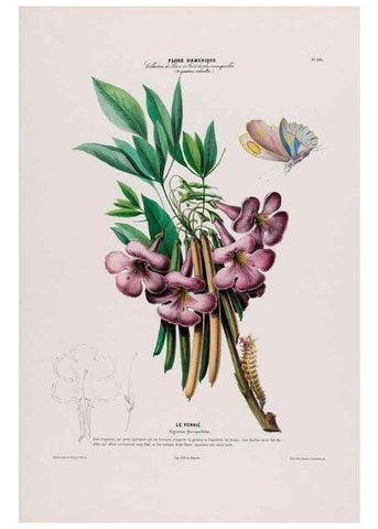 Reproducción/Reproduction 33855150074: Flore d'Amérique,. Paris,Gihaut[1843-1846]