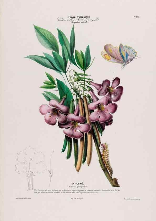 Reproducción/Reproduction 33855150074: Flore d'Amérique,. Paris,Gihaut[1843-1846]