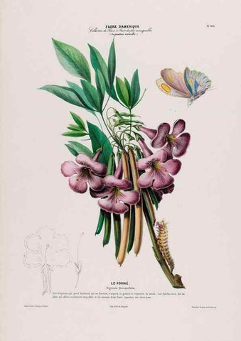 Reproducción/Reproduction 33855150074: Flore d'Amérique,. Paris,Gihaut[1843-1846]