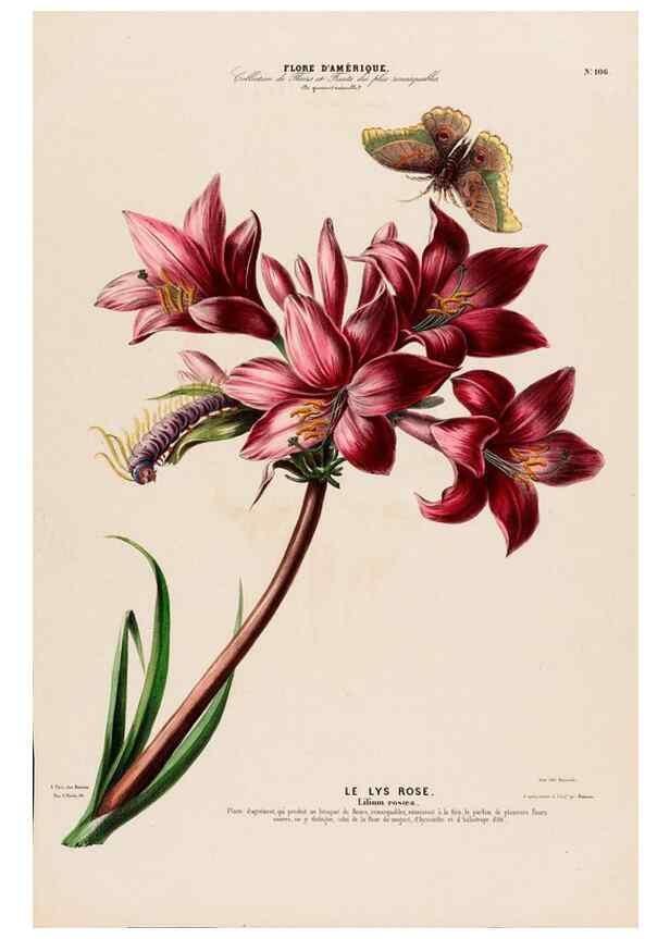 Reproducción/Reproduction 34657091396: Flore d'Amérique,. Paris,Gihaut[1843-1846]