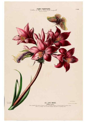 Reproducción/Reproduction 34657091396: Flore d'Amérique,. Paris,Gihaut[1843-1846]