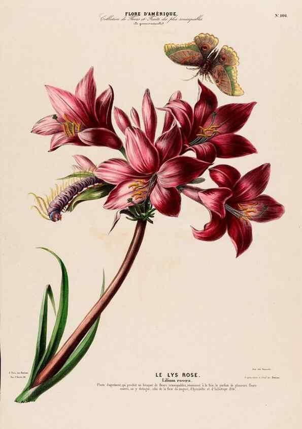 Reproducción/Reproduction 34657091396: Flore d'Amérique,. Paris,Gihaut[1843-1846]