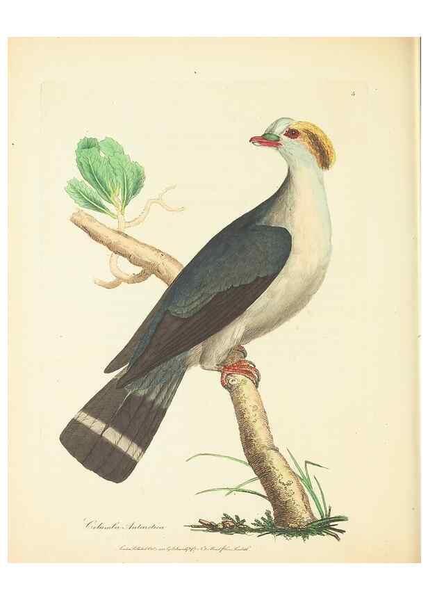 Reproducción/Reproduction 34879533432: Zoology of New Holland. Vol. 1 /. London :Printed by J. Davis: published by J. Sowerby,1794.