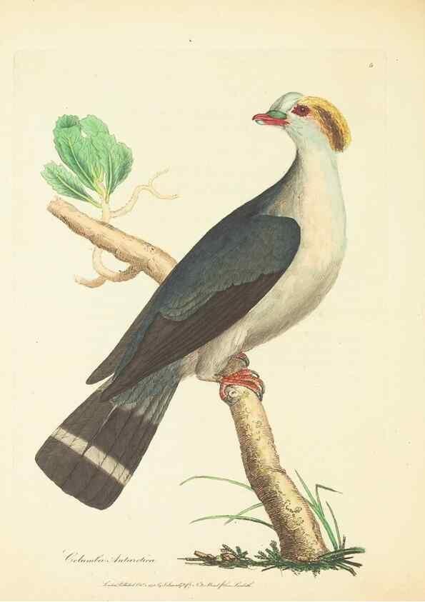 Reproducción/Reproduction 34879533432: Zoology of New Holland. Vol. 1 /. London :Printed by J. Davis: published by J. Sowerby,1794.