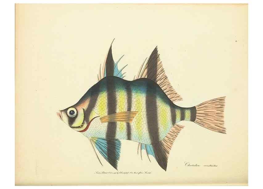 Reproducción/Reproduction 34879534862: Zoology of New Holland. Vol. 1 /. London :Printed by J. Davis: published by J. Sowerby,1794.