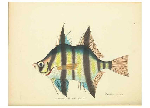 Reproducción/Reproduction 34879534862: Zoology of New Holland. Vol. 1 /. London :Printed by J. Davis: published by J. Sowerby,1794.