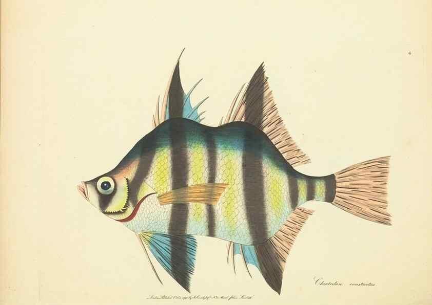 Reproducción/Reproduction 34879534862: Zoology of New Holland. Vol. 1 /. London :Printed by J. Davis: published by J. Sowerby,1794.