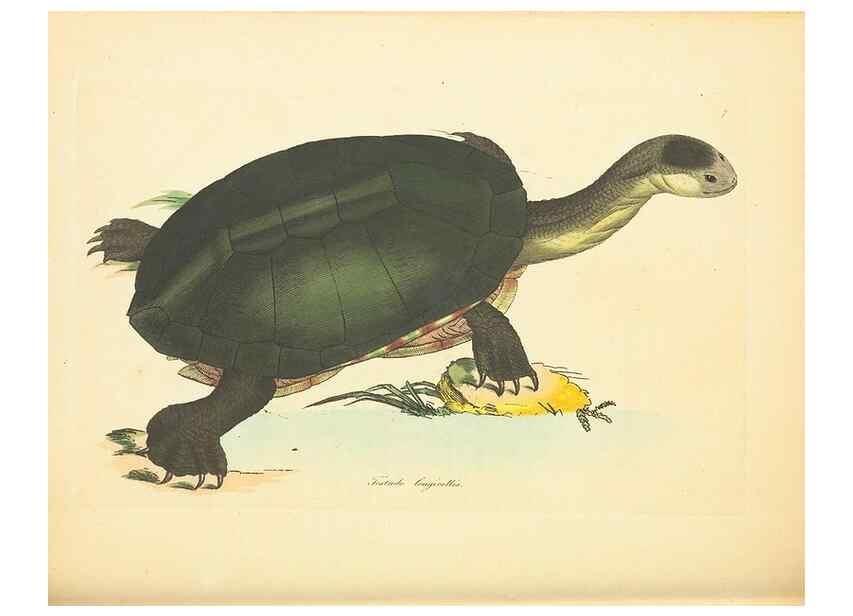 Reproducción/Reproduction 34879536862: Zoology of New Holland. Vol. 1 /. London :Printed by J. Davis: published by J. Sowerby,1794.