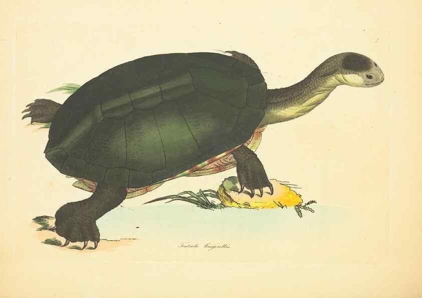 Reproducción/Reproduction 34879536862: Zoology of New Holland. Vol. 1 /. London :Printed by J. Davis: published by J. Sowerby,1794.