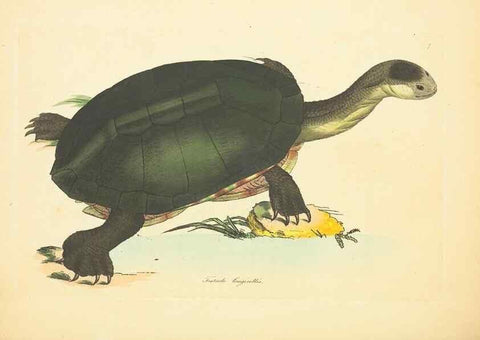Reproducción/Reproduction 34879536862: Zoology of New Holland. Vol. 1 /. London :Printed by J. Davis: published by J. Sowerby,1794.