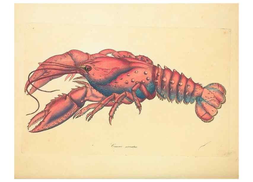 Reproducción/Reproduction 34233083783: Zoology of New Holland. Vol. 1 /. London :Printed by J. Davis: published by J. Sowerby,1794.