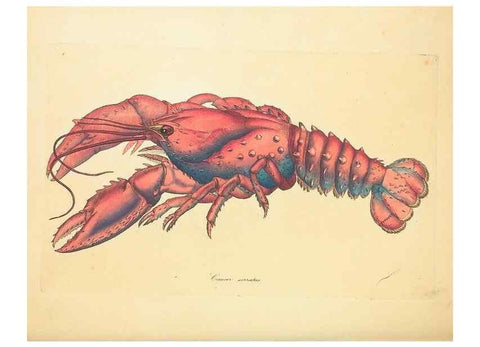 Reproducción/Reproduction 34233083783: Zoology of New Holland. Vol. 1 /. London :Printed by J. Davis: published by J. Sowerby,1794.