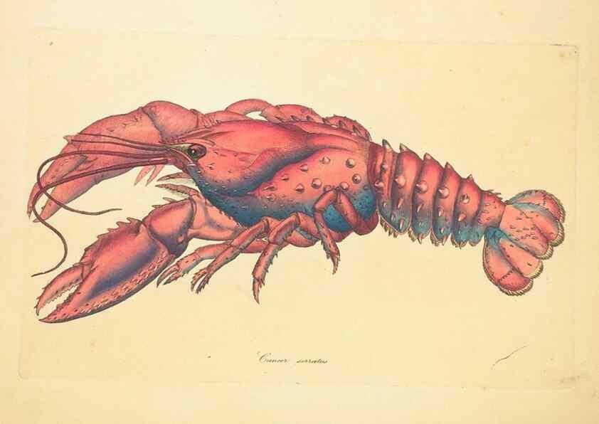 Reproducción/Reproduction 34233083783: Zoology of New Holland. Vol. 1 /. London :Printed by J. Davis: published by J. Sowerby,1794.