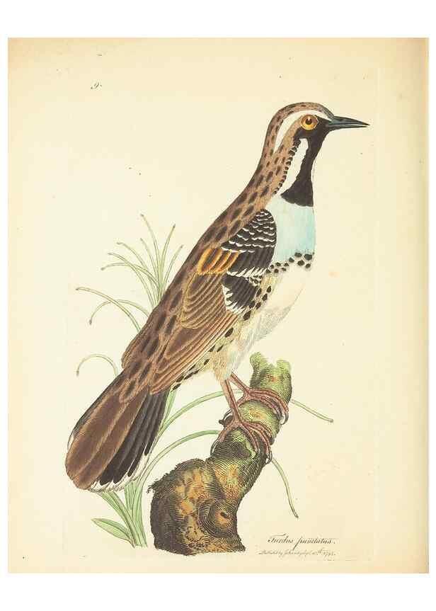 Reproducción/Reproduction 35043751375: Zoology of New Holland. Vol. 1 /. London :Printed by J. Davis: published by J. Sowerby,1794.