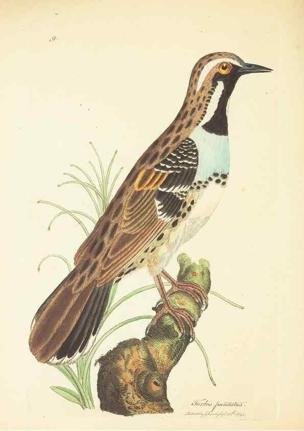 Reproducción/Reproduction 35043751375: Zoology of New Holland. Vol. 1 /. London :Printed by J. Davis: published by J. Sowerby,1794.