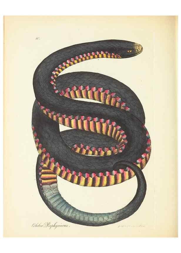Reproducción/Reproduction 35043752265: Zoology of New Holland. Vol. 1 /. London :Printed by J. Davis: published by J. Sowerby,1794.