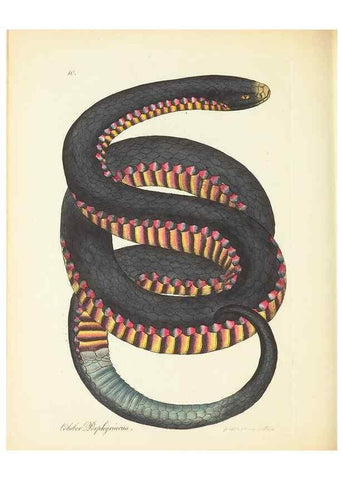 Reproducción/Reproduction 35043752265: Zoology of New Holland. Vol. 1 /. London :Printed by J. Davis: published by J. Sowerby,1794.