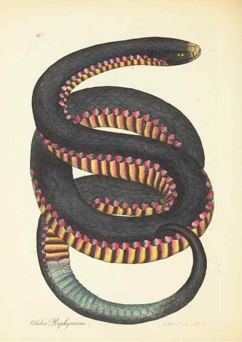 Reproducción/Reproduction 35043752265: Zoology of New Holland. Vol. 1 /. London :Printed by J. Davis: published by J. Sowerby,1794.