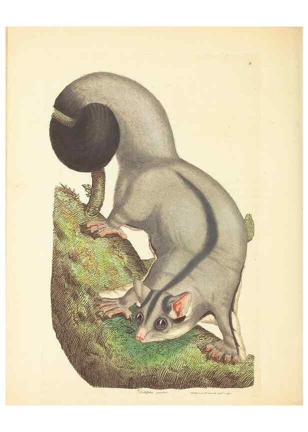 Reproducción/Reproduction 35043753255: Zoology of New Holland. Vol. 1 /. London :Printed by J. Davis: published by J. Sowerby,1794.