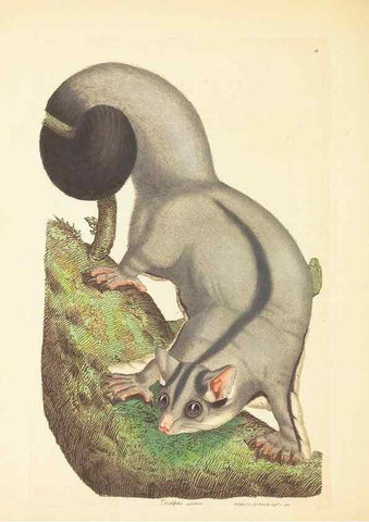 Reproducción/Reproduction 35043753255: Zoology of New Holland. Vol. 1 /. London :Printed by J. Davis: published by J. Sowerby,1794.