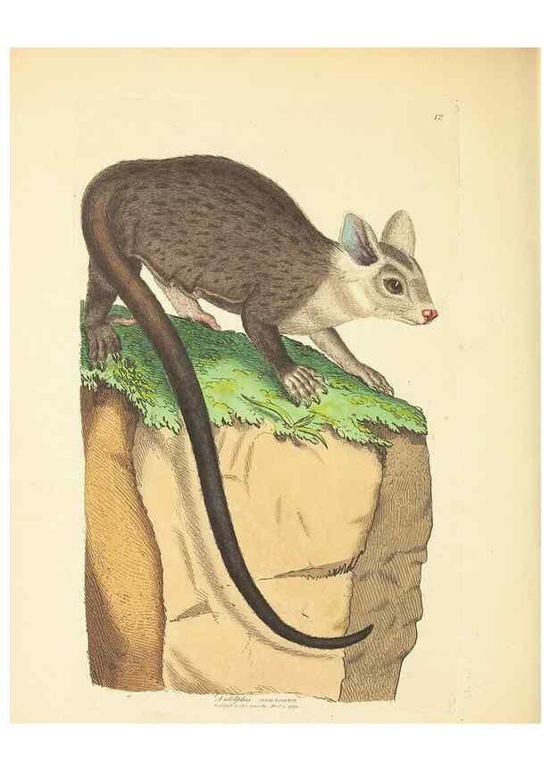 Reproducción/Reproduction 34655924460: Zoology of New Holland. Vol. 1 /. London :Printed by J. Davis: published by J. Sowerby,1794.