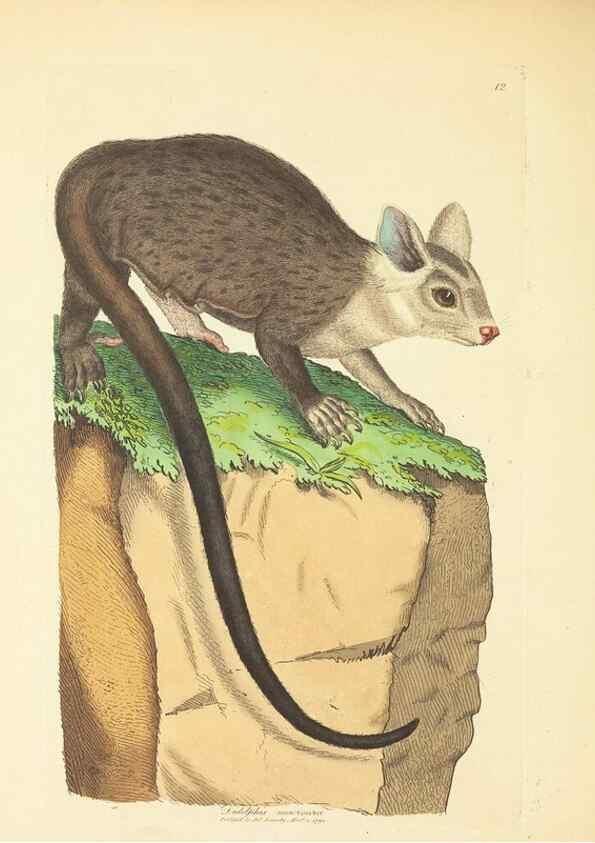 Reproducción/Reproduction 34655924460: Zoology of New Holland. Vol. 1 /. London :Printed by J. Davis: published by J. Sowerby,1794.