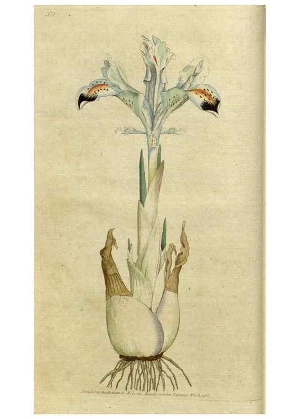 Reproducción/Reproduction 35036537221: The Botanical magazine, or, Flower-garden displayed ... /. [S.l. :s.n.],1790-1800 ;