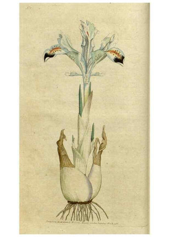 Reproducción/Reproduction 35036537221: The Botanical magazine, or, Flower-garden displayed ... /. [S.l. :s.n.],1790-1800 ;