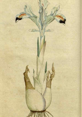 Reproducción/Reproduction 35036537221: The Botanical magazine, or, Flower-garden displayed ... /. [S.l. :s.n.],1790-1800 ;