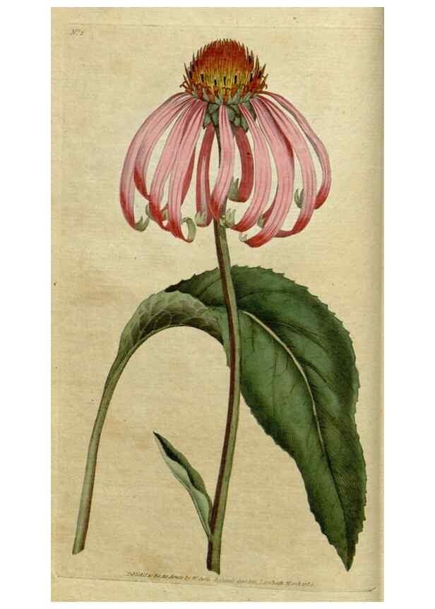 Reproducción/Reproduction 35036539051: The Botanical magazine, or, Flower-garden displayed ... /. [S.l. :s.n.],1790-1800 ;