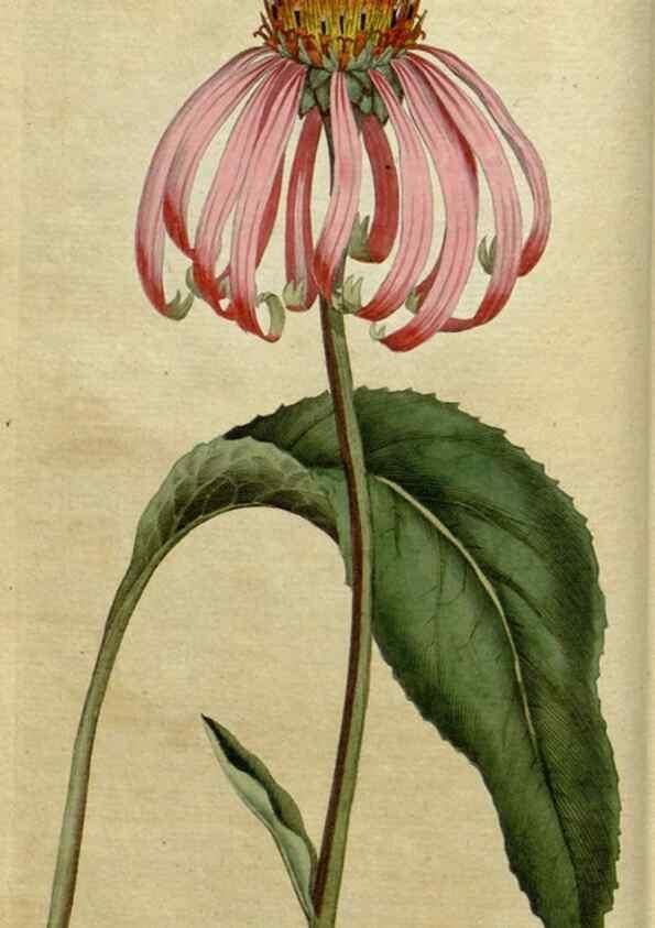 Reproducción/Reproduction 35036539051: The Botanical magazine, or, Flower-garden displayed ... /. [S.l. :s.n.],1790-1800 ;