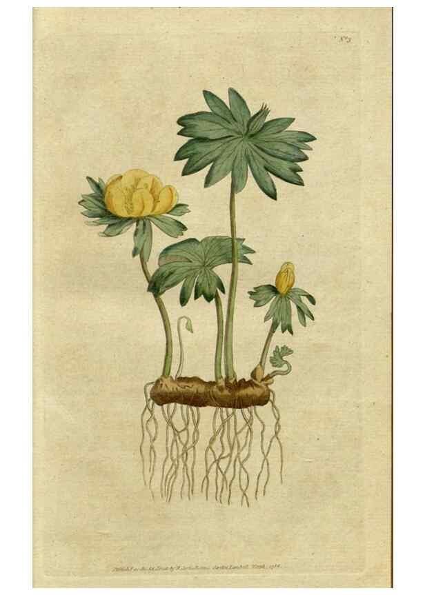 Reproducción/Reproduction 34780848120: The Botanical magazine, or, Flower-garden displayed ... /. [S.l. :s.n.],1790-1800 ;