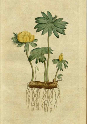 Reproducción/Reproduction 34780848120: The Botanical magazine, or, Flower-garden displayed ... /. [S.l. :s.n.],1790-1800 ;