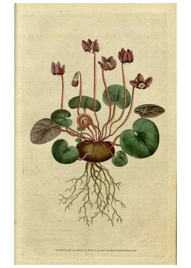 Reproducción/Reproduction 34780851070: The Botanical magazine, or, Flower-garden displayed ... /. [S.l. :s.n.],1790-1800 ;