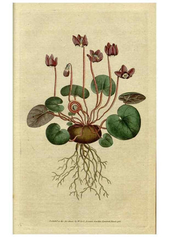 Reproducción/Reproduction 34780851070: The Botanical magazine, or, Flower-garden displayed ... /. [S.l. :s.n.],1790-1800 ;