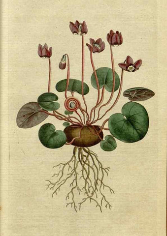 Reproducción/Reproduction 34780851070: The Botanical magazine, or, Flower-garden displayed ... /. [S.l. :s.n.],1790-1800 ;