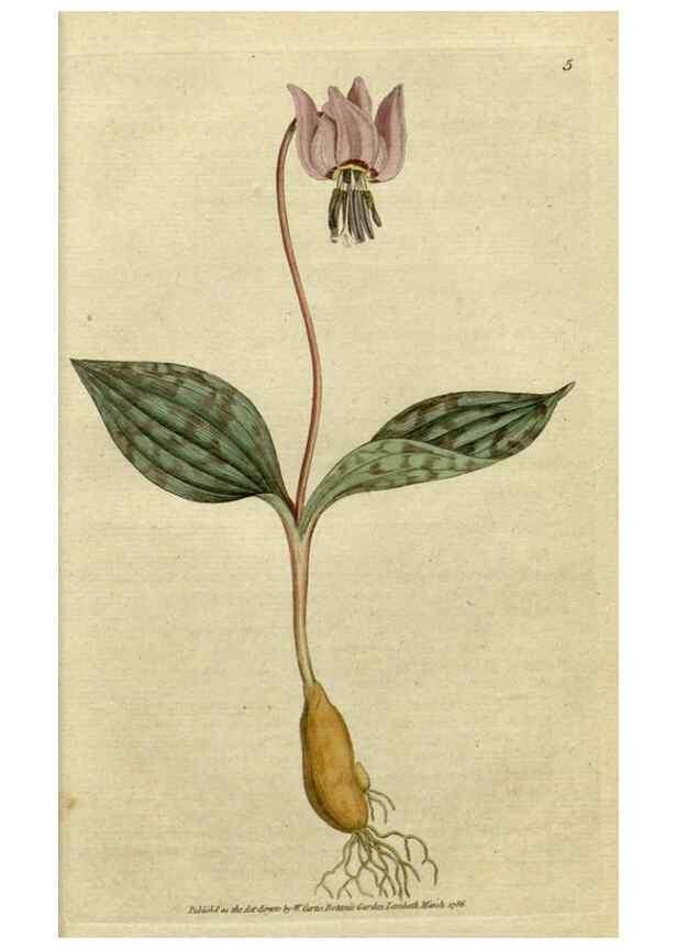 Reproducción/Reproduction 34780853440: The Botanical magazine, or, Flower-garden displayed ... /. [S.l. :s.n.],1790-1800 ;