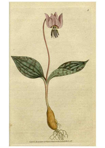 Reproducción/Reproduction 34780853440: The Botanical magazine, or, Flower-garden displayed ... /. [S.l. :s.n.],1790-1800 ;