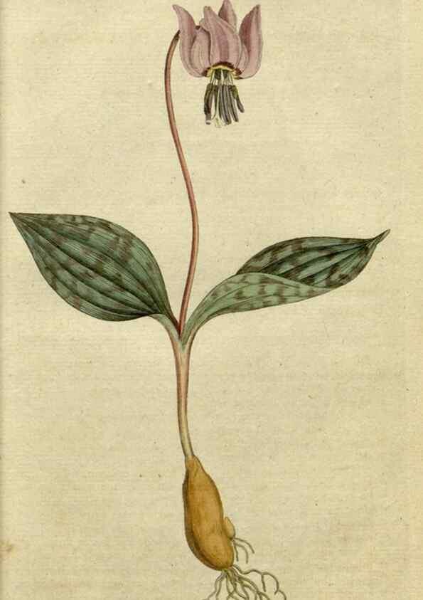 Reproducción/Reproduction 34780853440: The Botanical magazine, or, Flower-garden displayed ... /. [S.l. :s.n.],1790-1800 ;