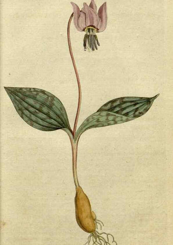 Reproducción/Reproduction 34780853440: The Botanical magazine, or, Flower-garden displayed ... /. [S.l. :s.n.],1790-1800 ;
