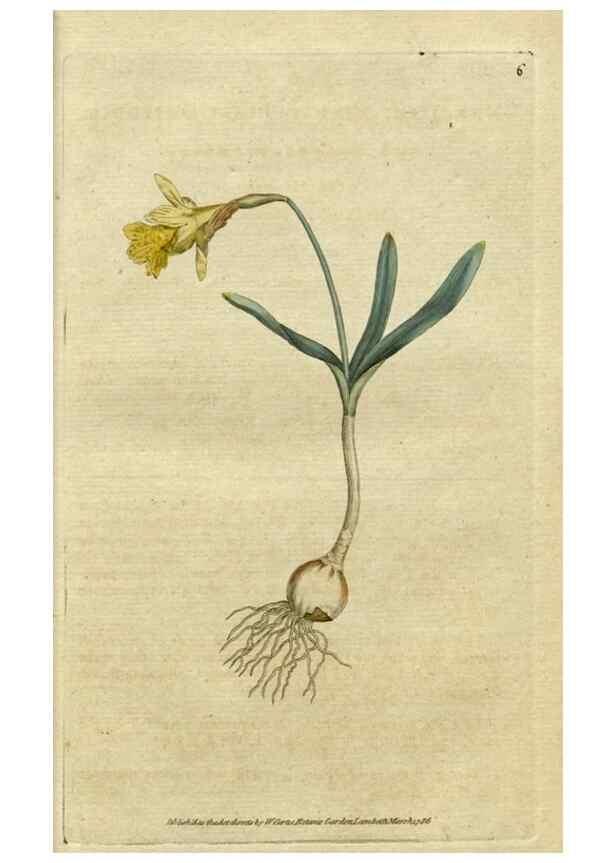 Reproducción/Reproduction 35127283006: The Botanical magazine, or, Flower-garden displayed ... /. [S.l. :s.n.],1790-1800 ;