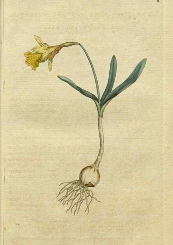 Reproducción/Reproduction 35127283006: The Botanical magazine, or, Flower-garden displayed ... /. [S.l. :s.n.],1790-1800 ;