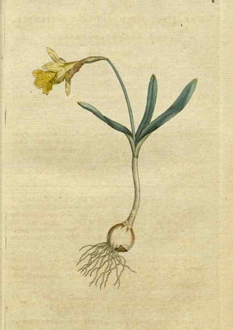 Reproducción/Reproduction 35127283006: The Botanical magazine, or, Flower-garden displayed ... /. [S.l. :s.n.],1790-1800 ;