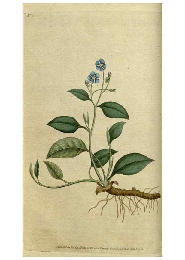 Reproducción/Reproduction 35127284356: The Botanical magazine, or, Flower-garden displayed ... /. [S.l. :s.n.],1790-1800 ;