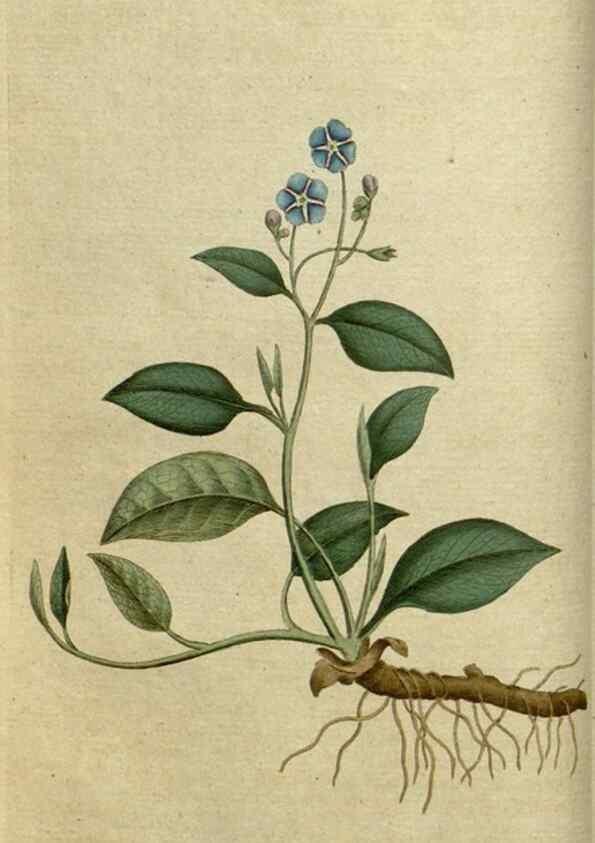 Reproducción/Reproduction 35127284356: The Botanical magazine, or, Flower-garden displayed ... /. [S.l. :s.n.],1790-1800 ;