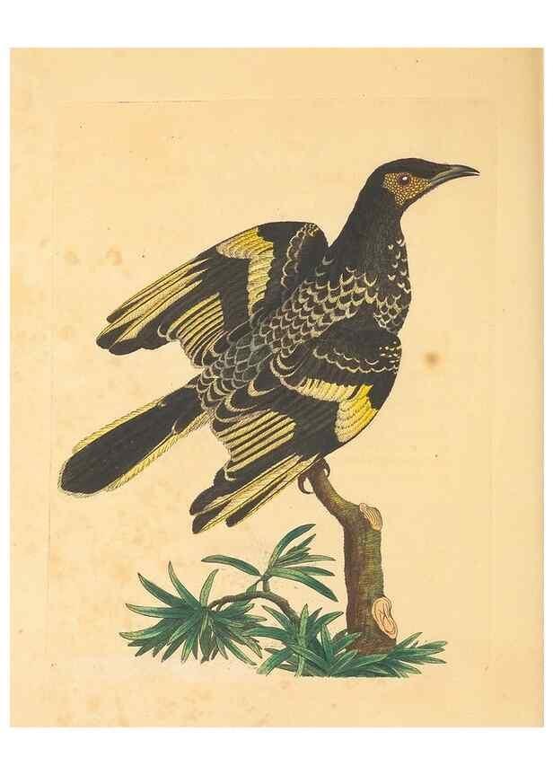 Reproducción/Reproduction 34233076103: Zoology of New Holland. Vol. 1 /. London :Printed by J. Davis: published by J. Sowerby,1794.