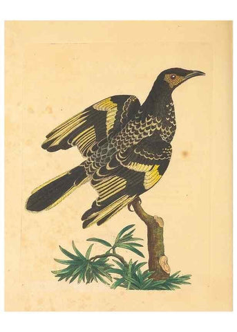 Reproducción/Reproduction 34233076103: Zoology of New Holland. Vol. 1 /. London :Printed by J. Davis: published by J. Sowerby,1794.