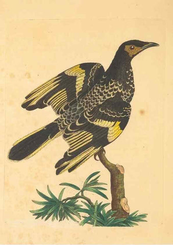 Reproducción/Reproduction 34233076103: Zoology of New Holland. Vol. 1 /. London :Printed by J. Davis: published by J. Sowerby,1794.