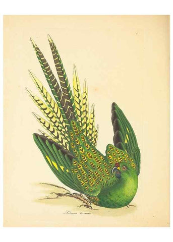 Reproducción/Reproduction 34199896664: Zoology of New Holland. Vol. 1 /. London :Printed by J. Davis: published by J. Sowerby,1794.