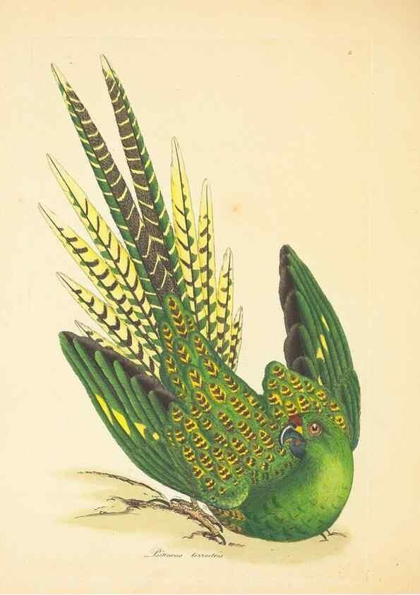 Reproducción/Reproduction 34199896664: Zoology of New Holland. Vol. 1 /. London :Printed by J. Davis: published by J. Sowerby,1794.